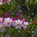 Rhododendron dandy man color wheel