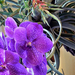 Vanda coerulescens Grift.