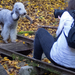 Kemence - Bedlington terrier