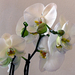 orchidea (phalaenopsis amabilis)