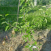 egy éve ültetett Kanzi Nicoteer alma M9en