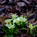 Kankalin (Primula vulgaris)