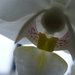 orchidea