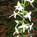 Fehér sarkvirág Platanthera bifolia