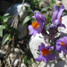 Havasi gyújtoványfű Linaria alpina