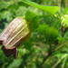 Maszlagos nadragulya Atropa belladonna