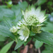 Nagy völgycsillag Astrantia major