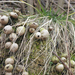 Murau Kálváriahegy gombák