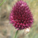Bunkós hagyma Allium sphaerocephalon