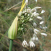 Érdes hagyma Allium oleraceum