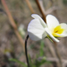 Kitaibel árvácska (Viola kitaibeliana)