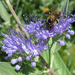 Kékszakállon egy méhecske