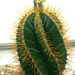 Kaktusz.1