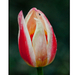 2012 tulip 2