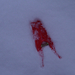 piros csipesz a hóban