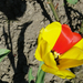 cifra tulipán árnyékkal