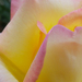 rózsa close-up
