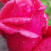 rózsa esőcseppekkel
