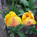 cifra tulipánok