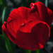 Piros tulipán: a tavasz hírnöke