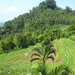 (445) teraszos földművelés Balin