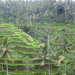 (475) rizsteraszok Ubud közelében