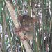FSZ510 - Bohol sziget, tarsier (pápaszemes maki), a legkisebb fő