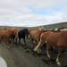 i16.11.02 - váratlanul izland lovak az úton