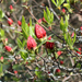 Bimbózó rhododendron