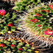 kaktuszvirág