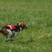 Beagle (3)