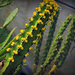 Apró virágú kaktusz