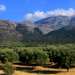 Olíva ültetvény