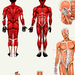 corpo humano musculos