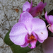 Orchidea - vízpermettel