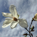 Liliomfa virága