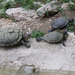 Miskolci Vadaspark - teknősök "napoztak"