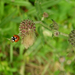 little ladybird