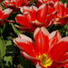 Bécsi tulipánok