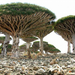 Socotra2.