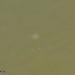 DSC 6043 d90 meduza