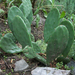 Télálló kaktusz