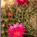 kaktusz virága