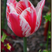 26 még tulipán