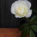 21 fehér rózsa