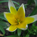 045 Kétszínű tulipán