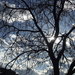 Tree and sky...