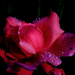 Rózsa vízcseppekkel2