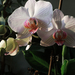 Fehér-csíkos orchidea