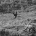 bw-Brown Bear and Bald Eagle, Alaska